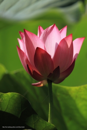 2011白河荷花