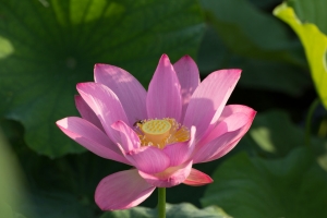 2015 年荷花首拍(圖多唷)