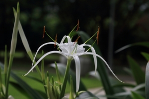 小微距的植物篇--請指教--一之眼--
