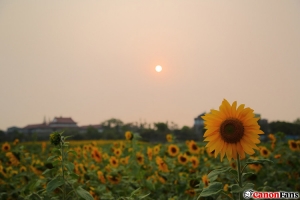 鹽水花海