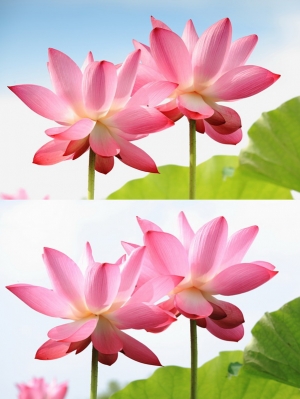 颱風前的觀音蓮花