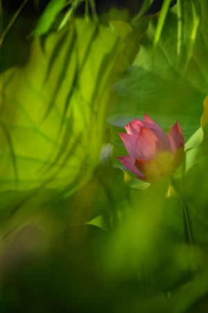 水彩荷(N) - 雜工