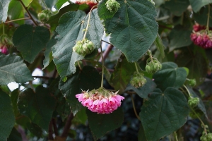 一種少見的花---- by riken