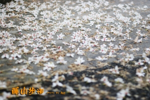 員林-油桐花盛開
