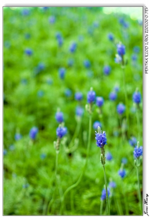 花の心。20090502士林官邸