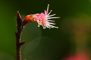 土城桐花公園開櫻花