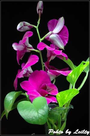 蘭花
