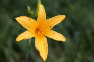 Hemerocallis fulva 忘憂草