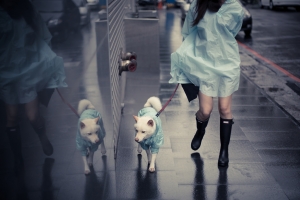 下雨天與狗狗