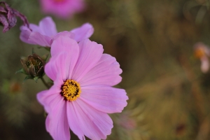 EF 40 F2.8試鏡