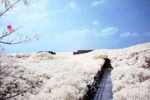 漫步雲端 -&nbsp;&nbsp;IR