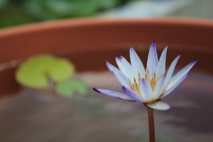 後花園...蓮花集