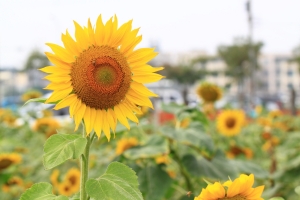 [100L] 逛橋頭花田