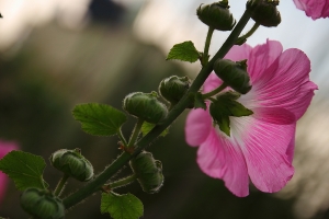 花散景亂拍-bevis