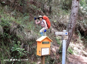 高山金毛杜鵑盛開