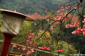萬大山櫻花之美