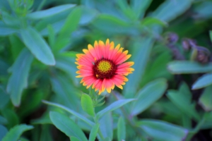 天人菊(變異種)