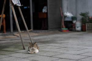 鐵路旁預見貓