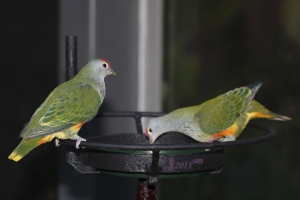 動物園隨拍 - 飛禽篇