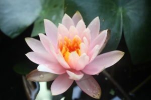 田尾公路花花花花花花園
