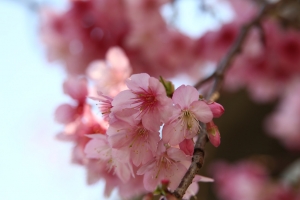 住家附近的櫻花