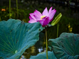 荷。2013 初夏