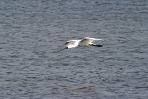 黑面琵鷺 歡迎指教