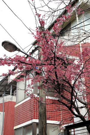 花園新城 櫻花 (2015-02-01)