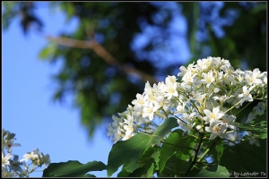 990503 土城油桐花公園