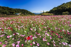 桃園 龜山 楓樹村波斯菊