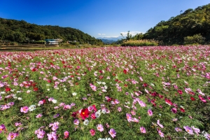 桃園 龜山 楓樹村波斯菊