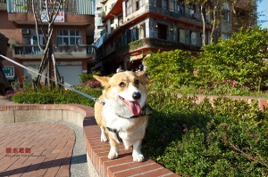 淡水老街＿柯基隨拍