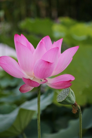 雙溪荷花田