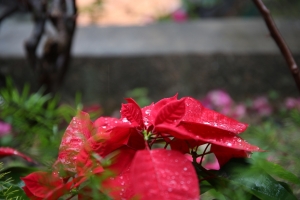 聖誕花上的珍珠