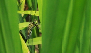 蜻蜓&豆娘...