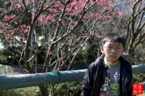 2014陽明山花季