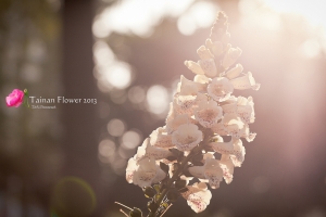 Ｔａｉｎａｎ Ｆｌｏｗｅｒ。２０１３