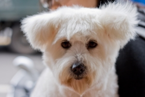 愛犬咪咪第二彈