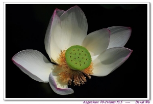 還是荷花--Angenieux(愛展能) 70-210mm f3.5 & Contax G45/f2