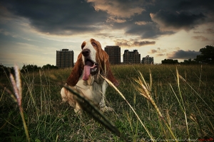 Bassets 2011