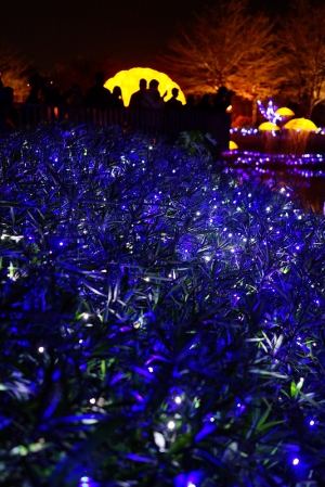 台南鹽水月津港、新營太子宮