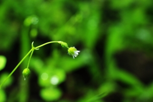 Sophies植物微距攝影集070