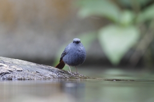 EF 400mm F5.6-台灣特有亞種鉛色水鶇