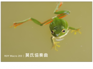 ROY Macro 203 │ 莫 氏 協 奏 曲