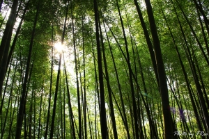 竹林嬉戲