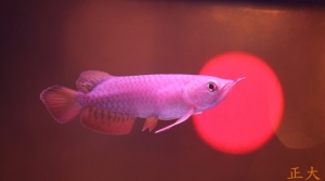 情人節 魚悅 (送給小溫的小魚兒美女)