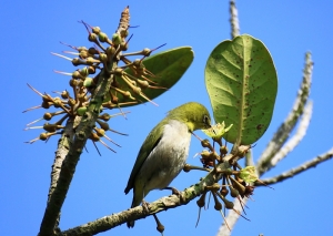 台中Wang~~都會公園~鳥