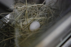 在房間裡打...斑鳩   5/23更新