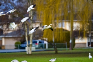 [7D]終於打到"雪雁"(Snow Geese)