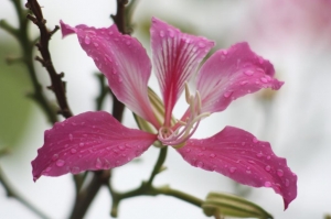 端午白河雨花